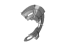 Kia 51756AO000 COVER-FR BRAKE DISC
